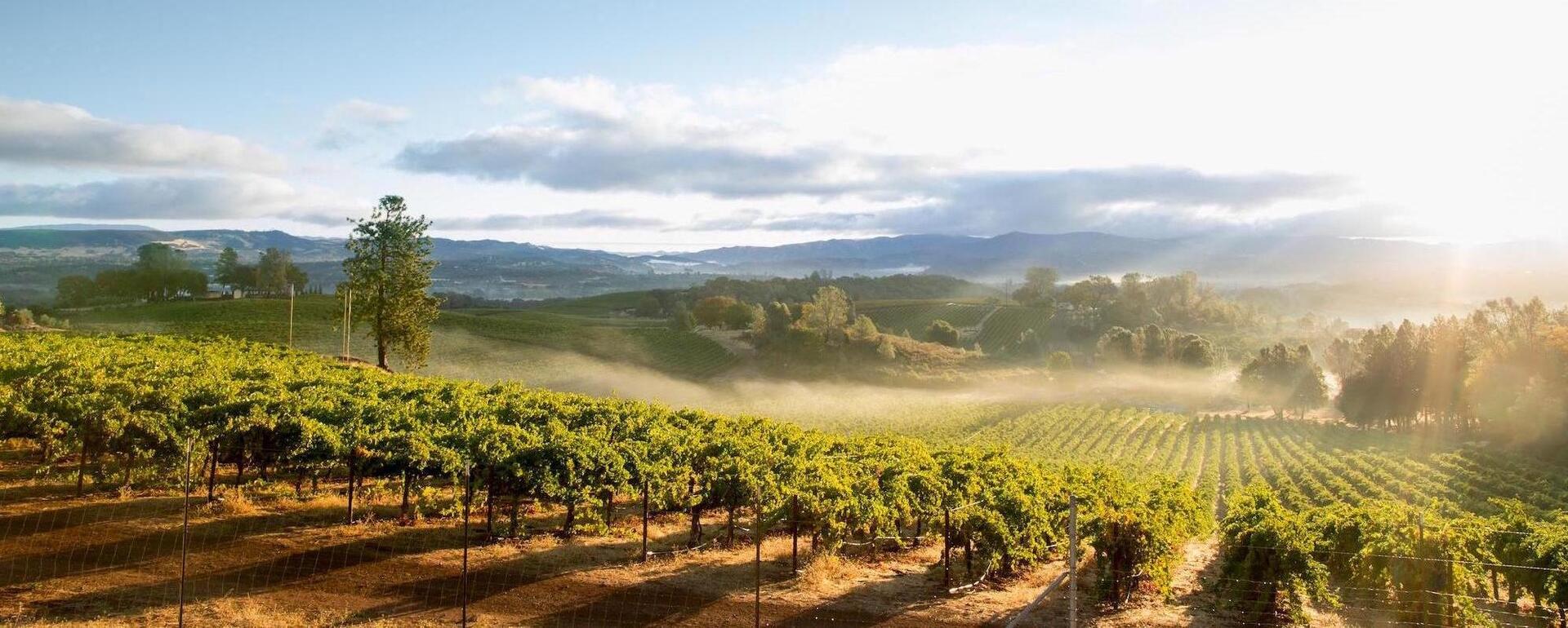 Vinos de La Mancha